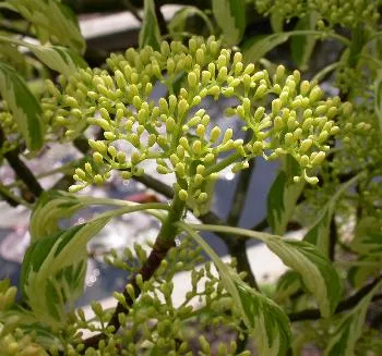 Cornus controversa 'Variegata'