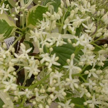 Cornus controversa 'Variegata'