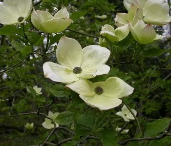 Cornus 'Eddie's White Wonder'