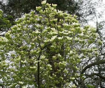 Cornus 'Eddie's White Wonder'
