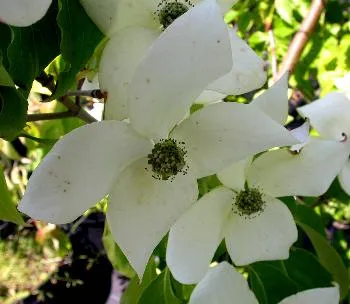 Cornus kousa 'China Girl'
