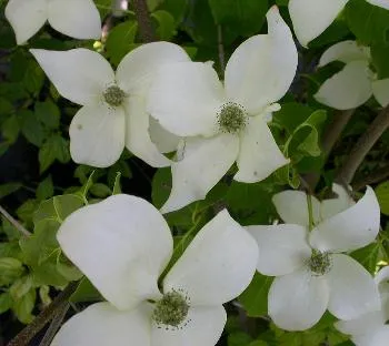 Cornus kousa 'China Girl'