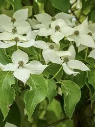 Cornus k Robert select