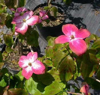 Cornus kousa 'Satomi'