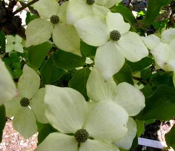 Cornus kousa 'Schmeterling'
