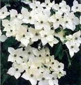 Cornus kousa 'WIETING SELECT'