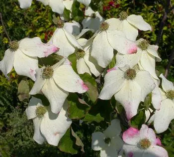 Cornus k 'Weiting Select'