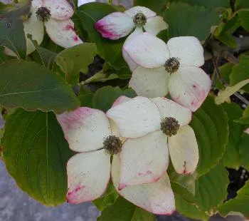 Cornus k 'Weiting Select'