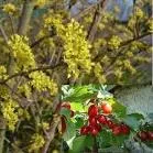 Cornus mas gele kornoel