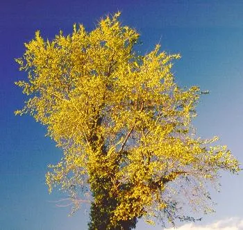 Cornus mas gele kornoel