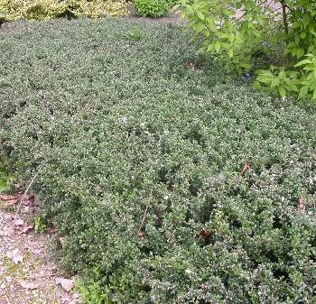 Cotoneaster microphyllus