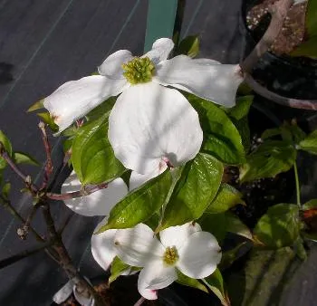Cornus NORDSTAR