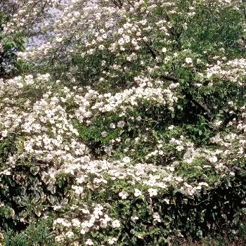Cornus nuttallii