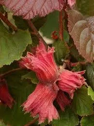 Corylus 'Rode Zellernoot'
