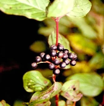 Cornus sanguinea rode kornoel