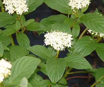 Cornus s 'Flaviramea'
