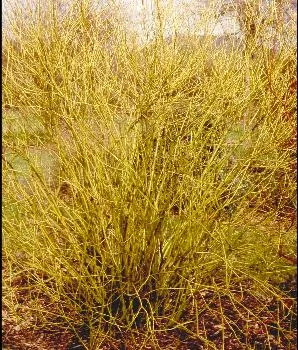 Cornus s 'Flaviramea'