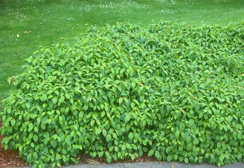 Cornus st. 'Kelsey's Dwarf'
