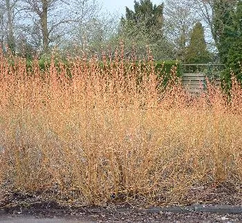 Cornus s 'Midwinter Fire'