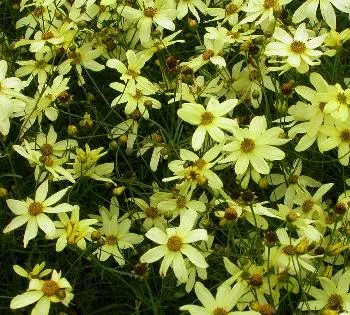 Coreopsis vert. 'Moonbeam'