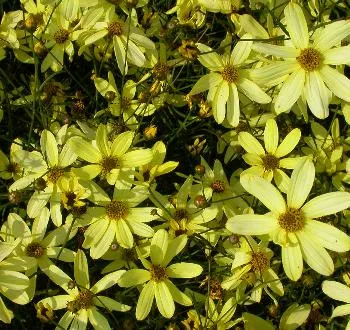 Coreopsis vert. 'Moonbeam'