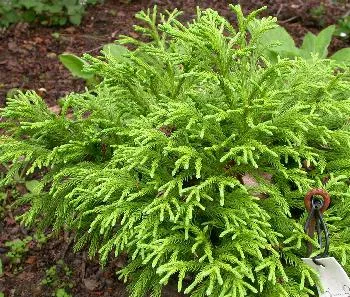 Cryptomeria jap. globosa nana