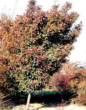 Crataegus lavallei 'Carrierei'