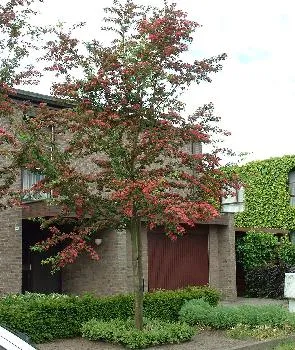 Crataegus l. 'Paul's Scarlet'