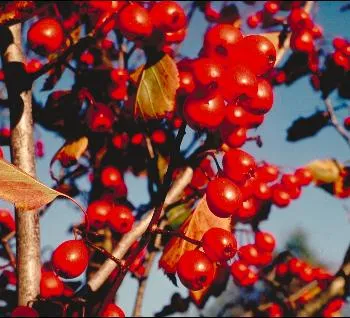 Crataegus monogyna meidoorn