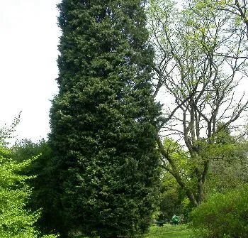 Cupressocyparis leylandii