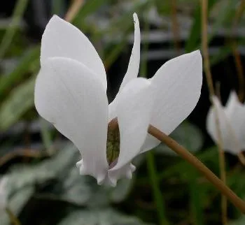 Cyclamen hed. 'Album'