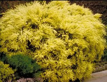 Cytisus praecox 'Allgold'