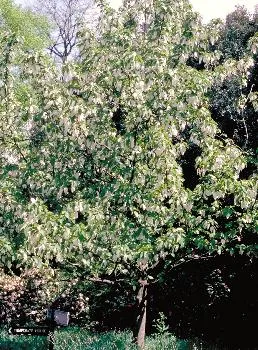 Davidia involucrata