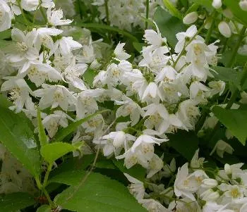 Deutzia gracilis
