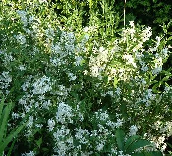 Deutzia gracilis
