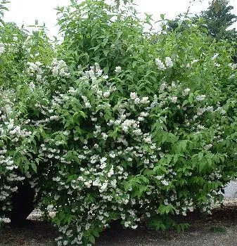 Deutzia s corymbifolia