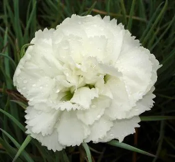 Dianthus (P) 'Haytor White'