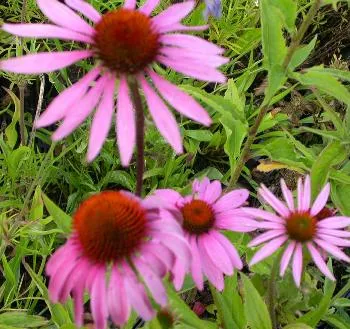 Echinacea purp. 'Magnus'