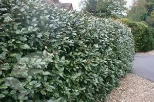 Elaeagnus eb compacta