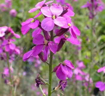 Erysimum 'Bowles Mauve'