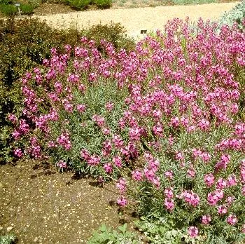 Erysimum 'Bowles Mauve'