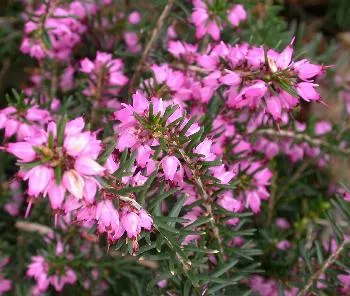 Erica darl. 'Darley Dale' roos