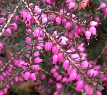 Erica darl. 'Kramer's Rote' rood