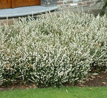 Erica darl. 'Silberschmelze' WIT