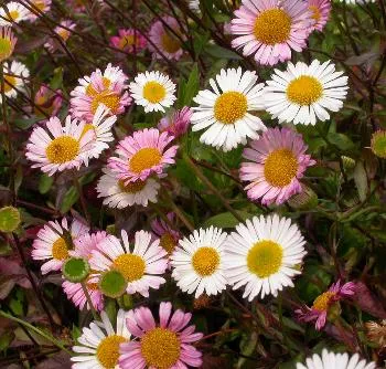 Erigeron kar 'lavernder lady'