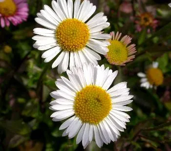 Erigeron kar 'lavernder lady'