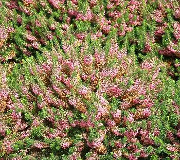 Erica vagans 'Mrs D.F. Maxwell'