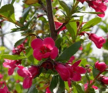 Escallonia 'pink Ellen'