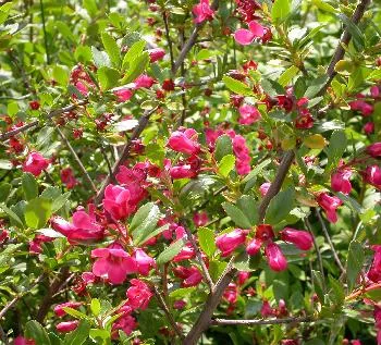 Escallonia 'pink Ellen'