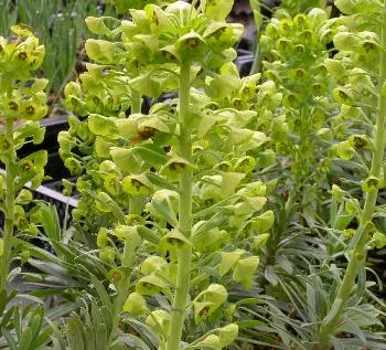 Euphorbia char. 'miners merlot'